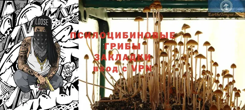 Псилоцибиновые грибы Psilocybe  Медынь 